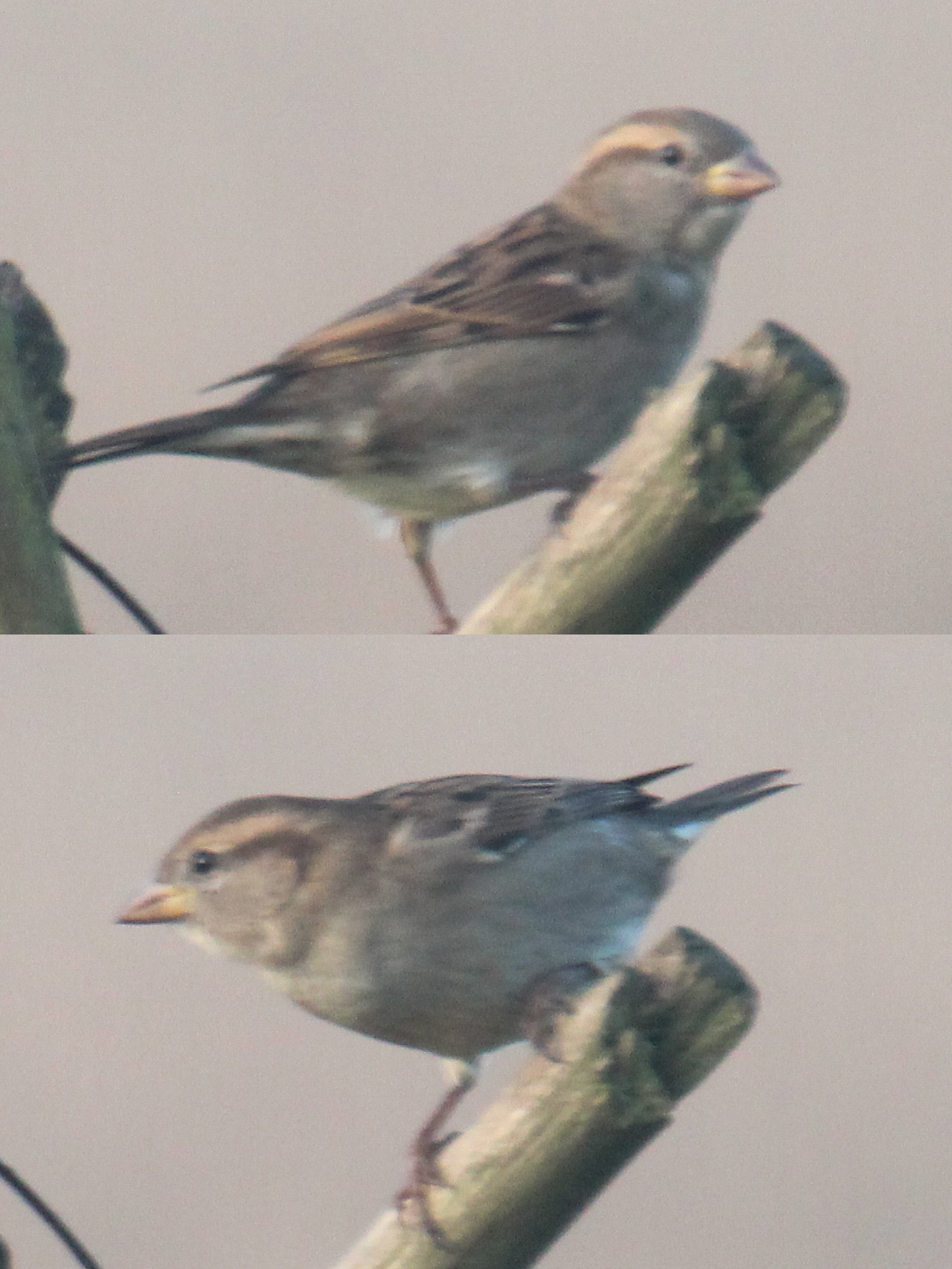 Vogeltje in Suffolk, Engeland (3)